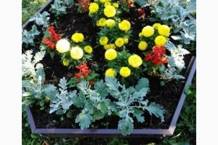 Деоративна грядка, клумба, вітник, газончик- фото № 2