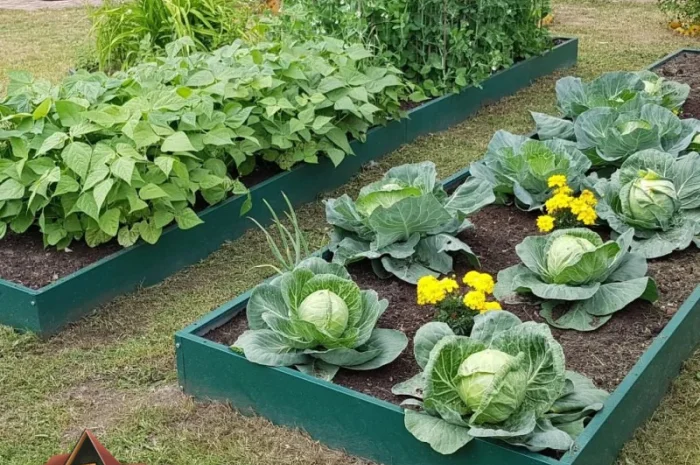 Деоративна грядка, клумба, вітник, газончик- фото № 4