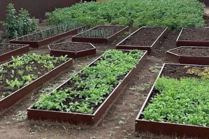 Деоративна грядка, клумба, вітник, газончик- фото № 5