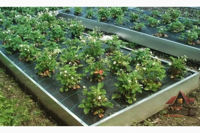 Мінігород, мінігазон, грядка, клумба- фото № 4