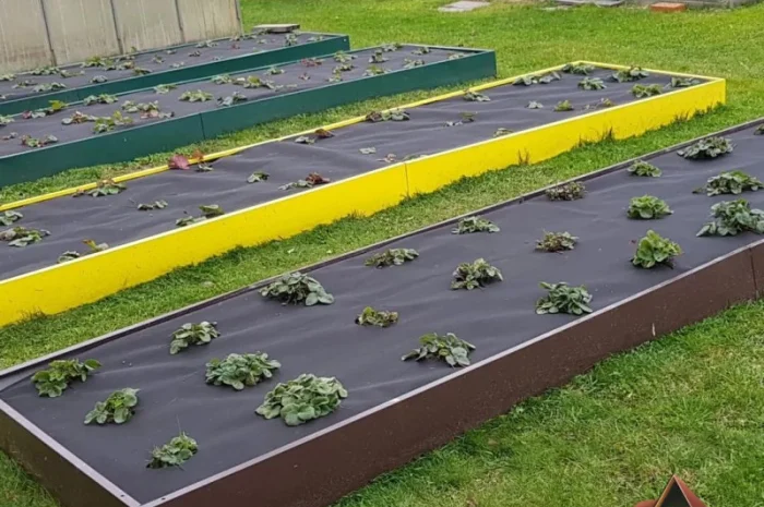 Мінігород, мінігазон, грядка, клумба- фото № 5