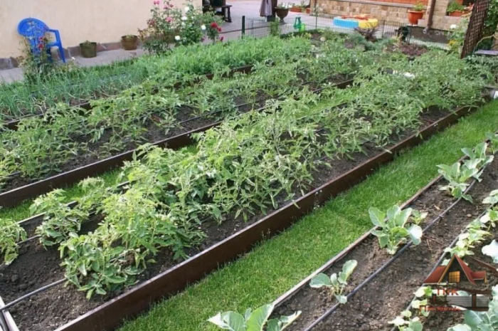 Грядка з пермичкою, клумба з перемичками по середині- фото № 5