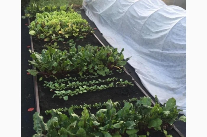 Грядка з пермичкою, клумба з перемичками по середині- фото № 6