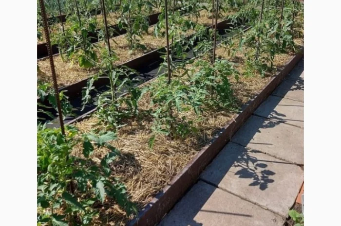 Грядка з пермичкою, клумба з перемичками по середині- фото № 7