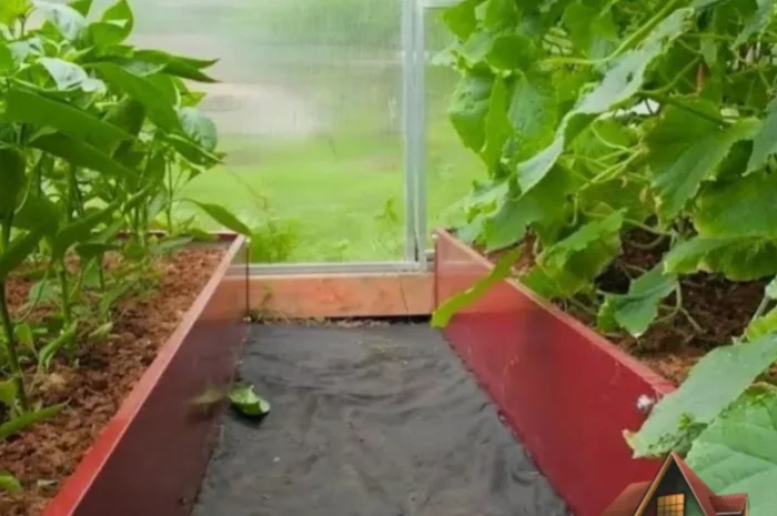 Насипна клумба, грядка для ділянки- фото № 5