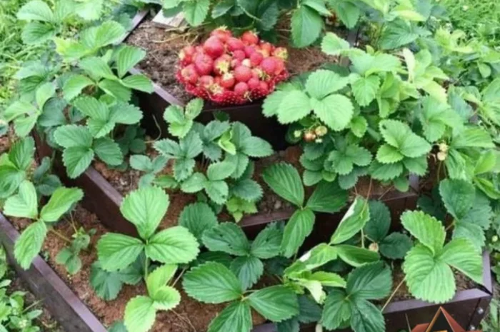 Ступінчата грядка, какскадна клумба, Альпійська гірка- фото № 4