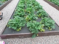 Металлическая грядка 1х4х0.17м- фото № 2