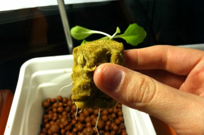 Проращивания семян-рассады- фото № 1