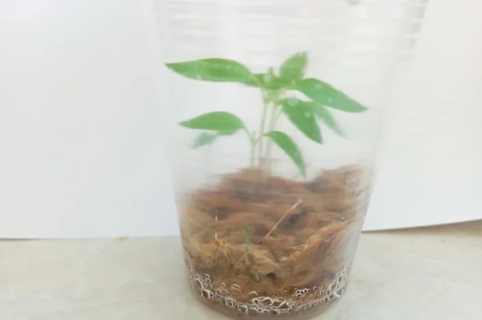 Проращивания семян-рассады- фото № 3