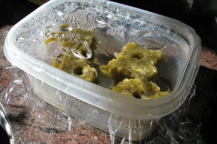 Проращивания семян-рассады- фото № 4