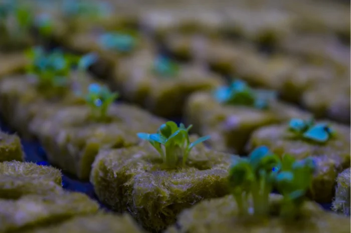 Пробки для проращивания рассады- фото № 1