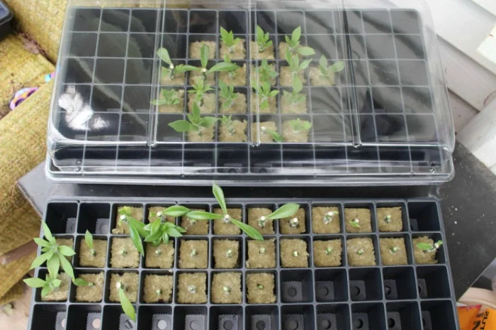 Пробки для проращивания рассады- фото № 4