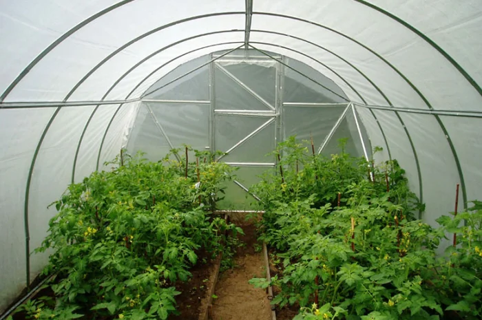 Теплиця з плівкою 1 В Україні.ЗАВОД теплиць.АКЦІЯ- фото № 5