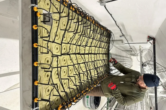 Продаж надприбуткові канабіс теплиці з обігрівом 1500 кв.м- фото № 10