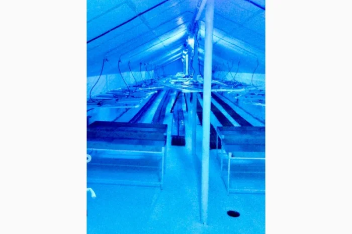 Продаж надприбуткові канабіс теплиці з обігрівом 1500 кв.м- фото № 9