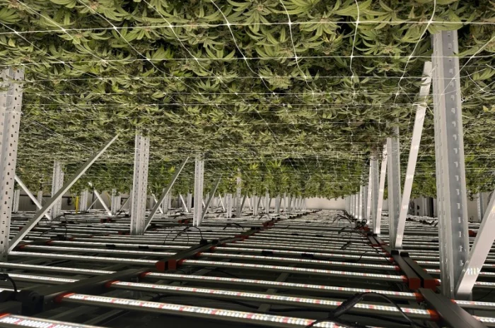 Продаж надприбуткові канабіс теплиці з обігрівом 1500 кв.м- фото № 7