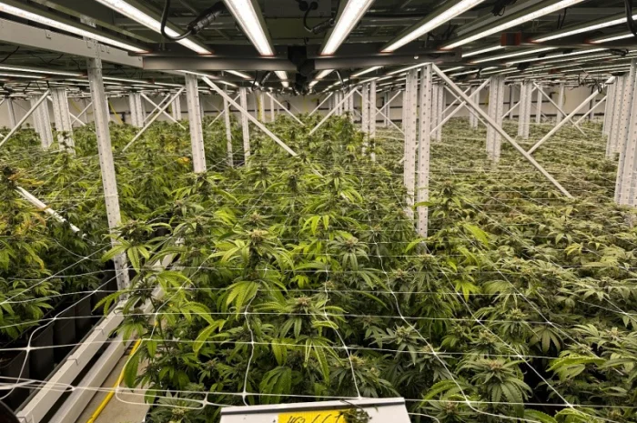 Продаж надприбуткові канабіс теплиці з обігрівом 1500 кв.м- фото № 5