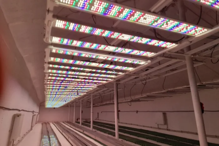 Продаж надприбуткові канабіс теплиці з обігрівом 1500 кв.м- фото № 17