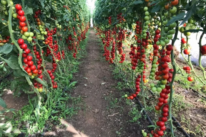 Теплична плівка 150, 60, 40 мкм Vatan Plastik- фото № 1