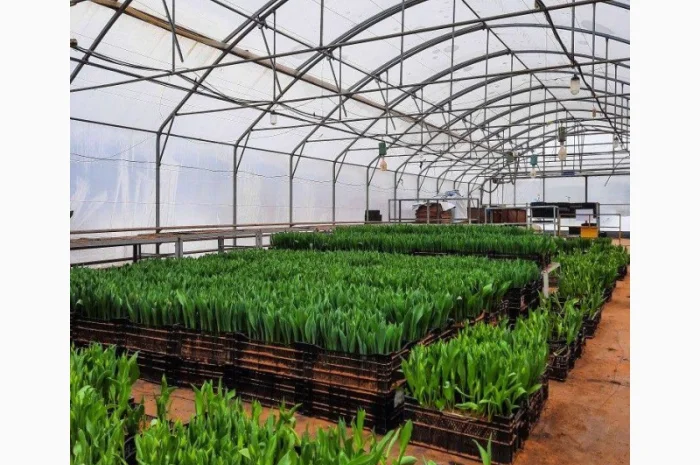 Теплична плівка багатошарова турецька 150 мкм Ватан Пластік/Vatan Plastik- фото № 1