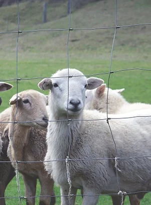 Сетка Казачка облегченная - дешёвый садовый забор- фото № 3