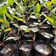 Плівка теплична (вторинна)- фото № 15