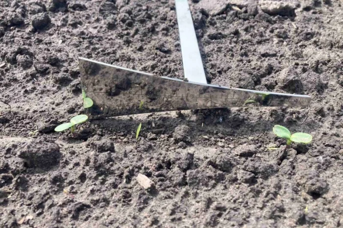 Лопатка для агронома- фото № 4