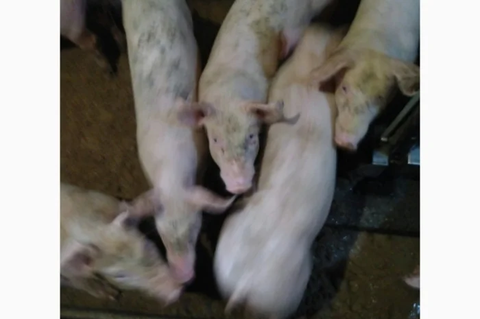 Поросята мясных пород весом 8-10, 10-15, 15-25 кг- фото № 1