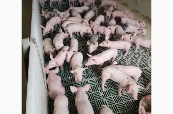 Продаются поросята мясных пород - 3-х пордный гибрид- фото № 1