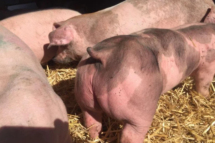 Продаются поросята мясных пород 3-х породный гибрид- фото № 1