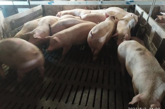 Куплю свиней свиноматок выбраковку дорого- фото № 1