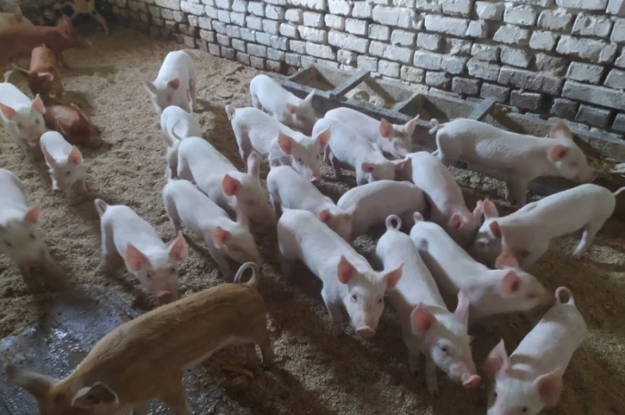 Продам поросят породи "Велика біла"- фото № 1