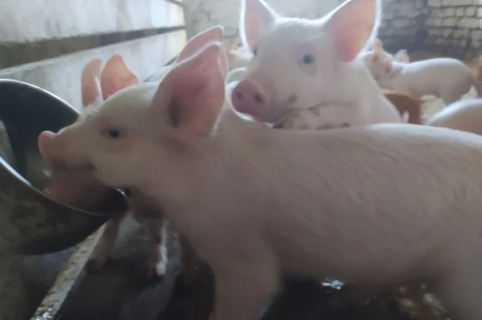 Продам поросят породи "Велика біла"- фото № 2