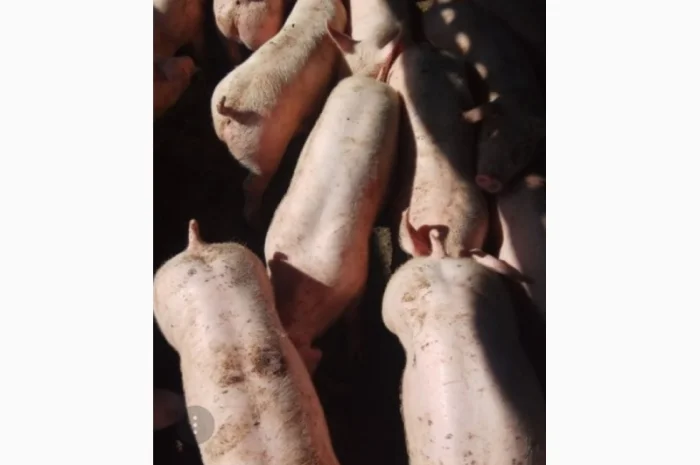 Продаются мясные поросята весом от 10 до 20 кг- фото № 1