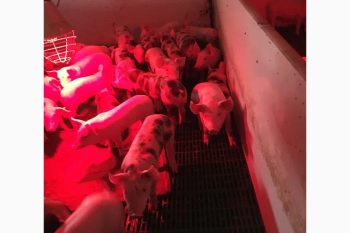 Продается поросенок весом 15 кг- фото № 1