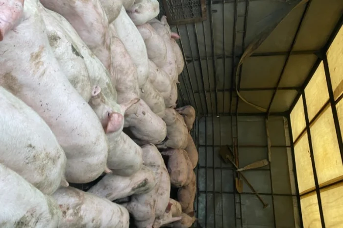 Поросята доставка бесплатно- фото № 1