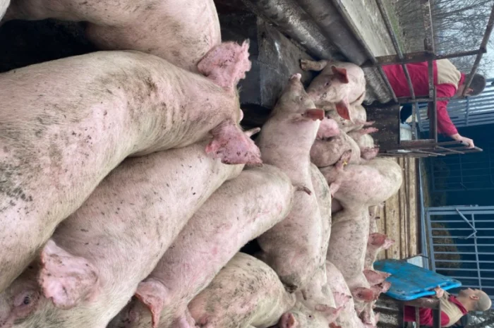 Поросята оптом от 17 до 25 кг- фото № 1