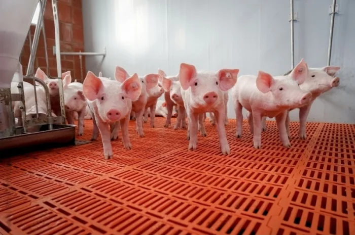 Свинокомплекс предлагает поросят свиней- фото № 1