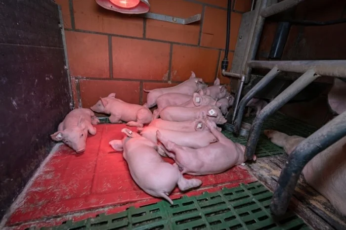 Бесплатная доставка поросят- фото № 1