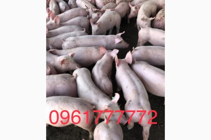 Продаются поросята с доставкой по Запорожью- фото № 1