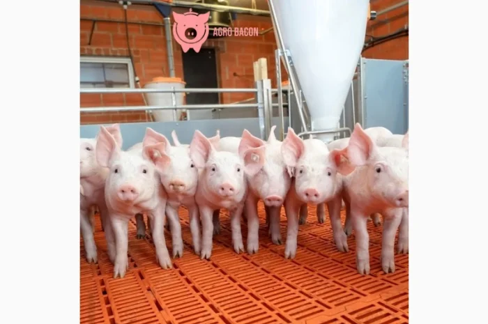 Продамо поросят та реализует поросят бекон- фото № 1