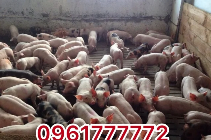 Продажа Реалізація поросят Ландрас петрен Доставка- фото № 1