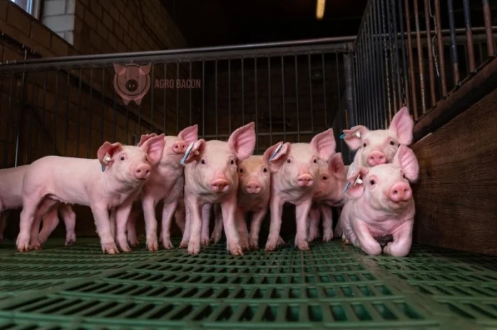 Поросята для відкорму бекону- фото № 1