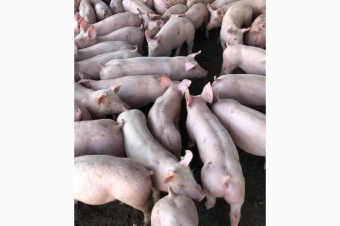 Поросята бекон з доставкою гурт PIC- фото № 1