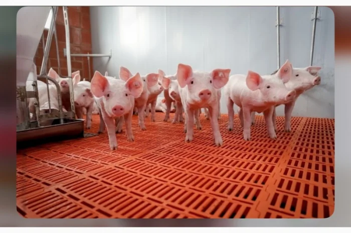 Поросята датської генетики трьох породний гібрид- фото № 1