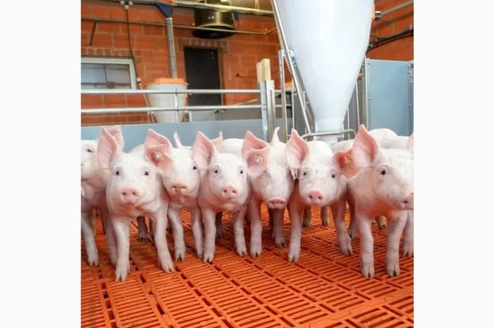 Продаются поросята свиней различных весовых категорий- фото № 1