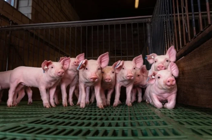 Свинокомплекс, 754 на постоянной основе, поросят мясных пород- фото № 1