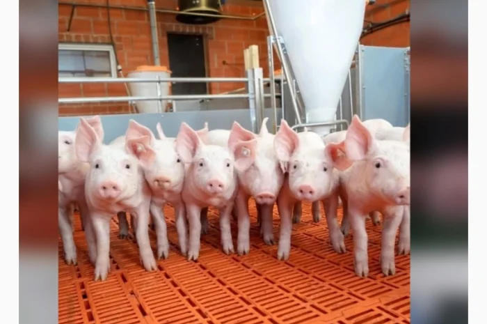 Продажа поросят по всей Украине- фото № 1