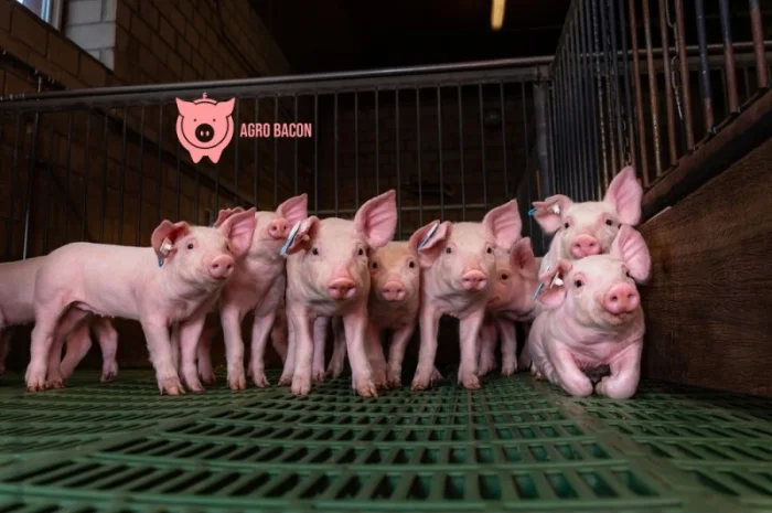 Поросятка весом 23-25 кг от AgroBacon- фото № 1