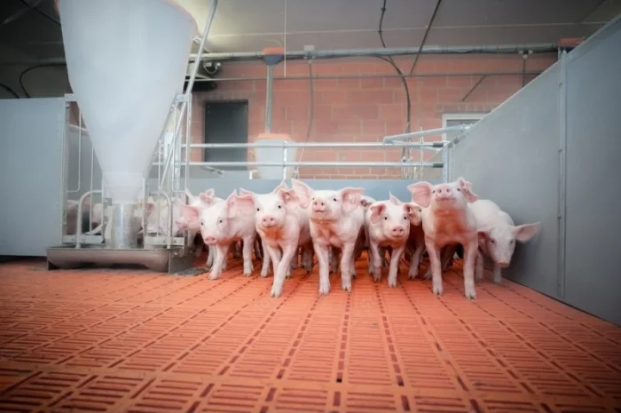 Свиноводческий комплекс продает поросят оптом- фото № 1